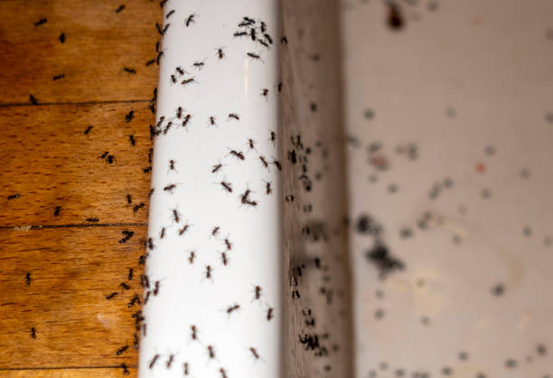 Best Pest Removal Services  in Ontario, OR