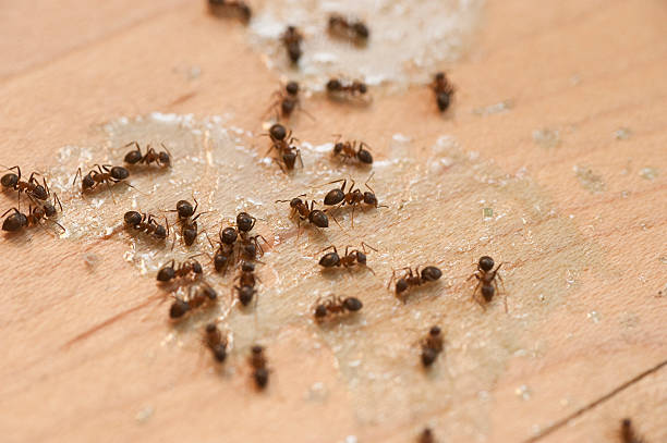 Best Termite Control Services  in Ontario, OR