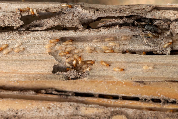 Bird Control in Ontario, OR